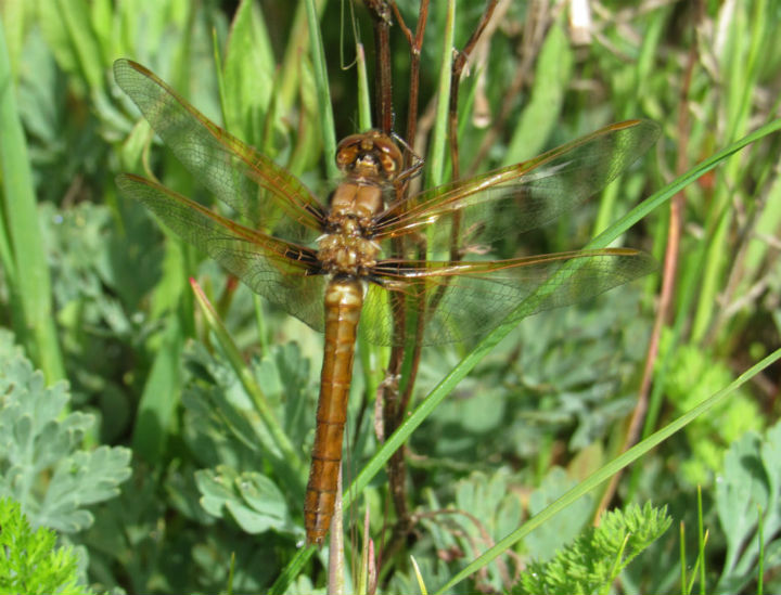 Dragonfly